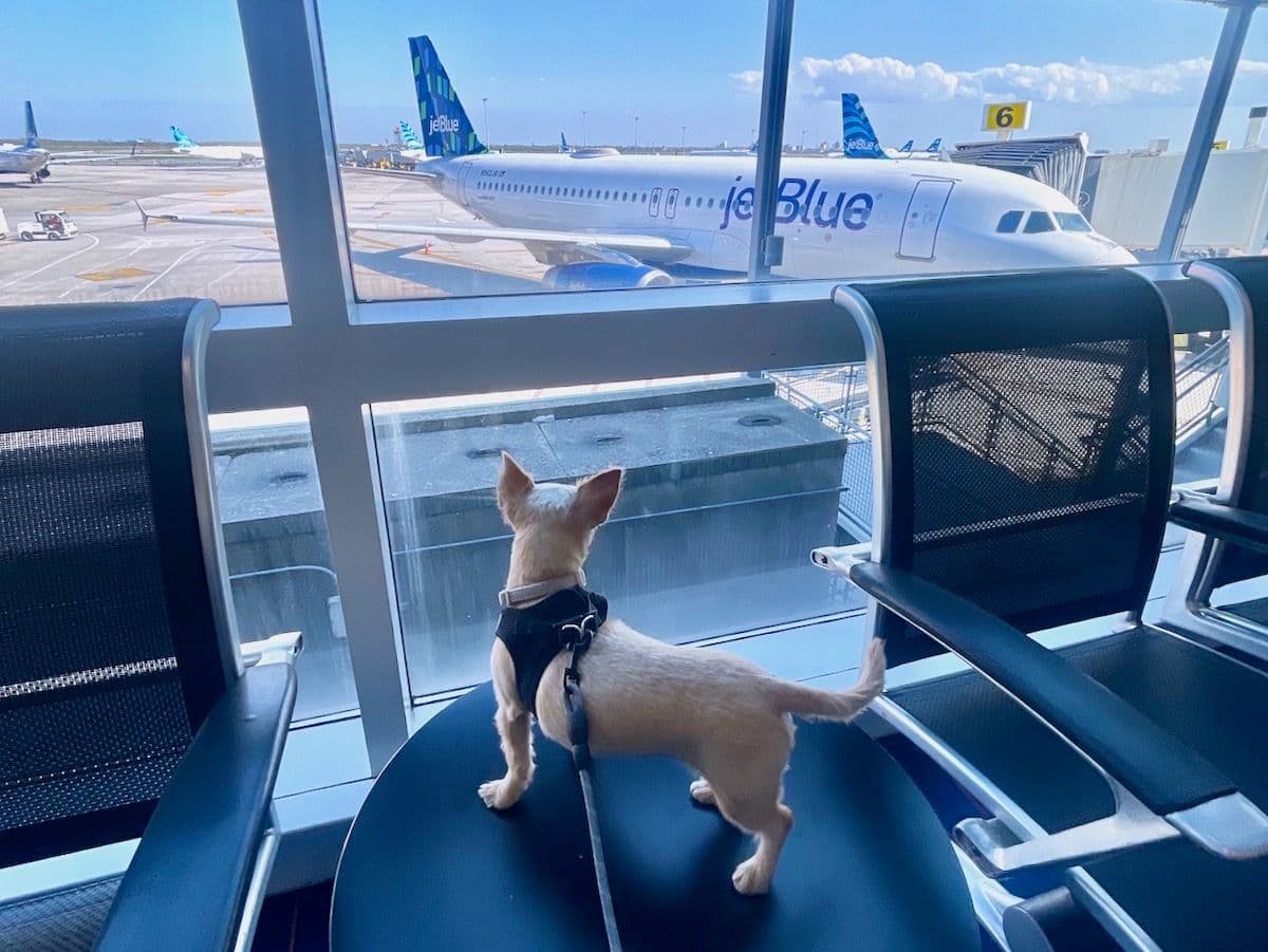 A small dog looks out the airport window at a JetBlue plane.